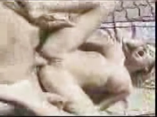 الإباحية افلام سكس ع ...
